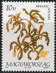 Arachnis flos-aeris