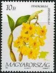 Dendrobium densiflorum