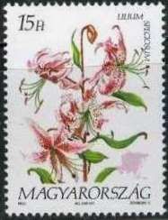Lilium speciosum