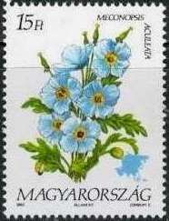 Meconopsis aculeata