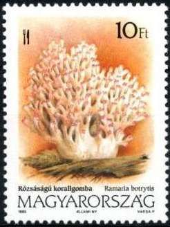 Pink-tipped coral mushroom (Ramaria botrytis)