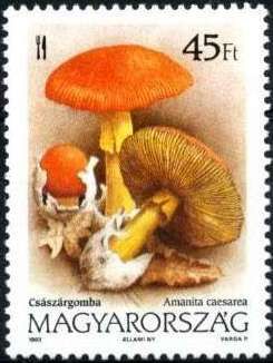 Caesar's mushroom (Amanita caesarea)
