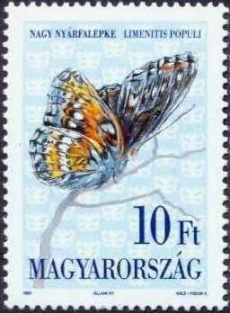 Poplar Admiral (Limenitis populi)
