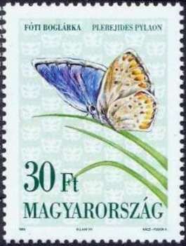 Alpine Zephyr Blue (Plebejides pylaon)