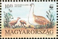 Great Bustard (Otis tarda)
