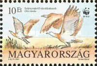 Great Bustard (Otis tarda)