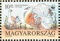 Great Bustard (Otis tarda)
