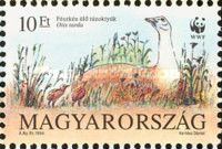 Great Bustard (Otis tarda)