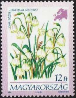 Leucojum aestivum