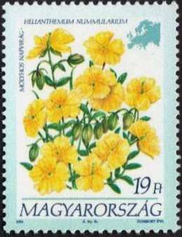 Helianthemum nummularium
