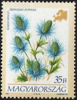 Eryngium alpinum