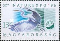 Great Egret (Egretta alba)