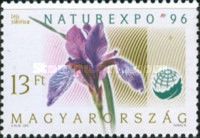 Sibirean Iris (Iris sibirica)