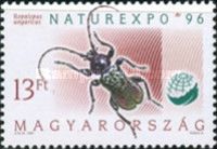 Longhorn Beetle (Ropalopus ungaricus)