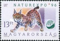 Eurasian Lynx (Lynx lynx)