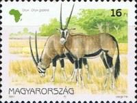 Gemsbock (Oryx gazella)