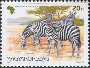 Burchell’s Zebra (Equus quagga burchellii)