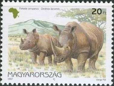 Black Rhinoceros (Diceros bicornis)