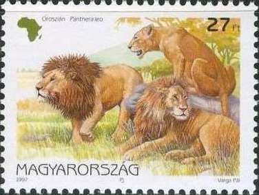 Lion (Panthera leo)