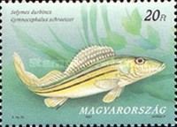 Schraetzer (Gymnocephalus schraetser)