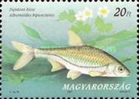 Schneider (Alburnoides bipunctatus)