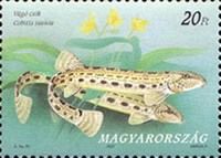 Spined Loach (Cobitis taenia)