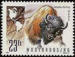 American Bison (Bison bison)