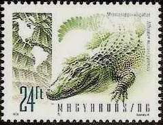 American Alligator (Alligator mississippiensis)