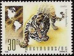 Ocelot (Leopardus pardalis)