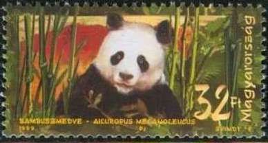 Giant Panda (Ailuropoda melanoleuca)
