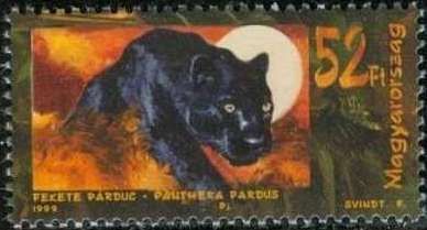Leopard (Panthera pardus)