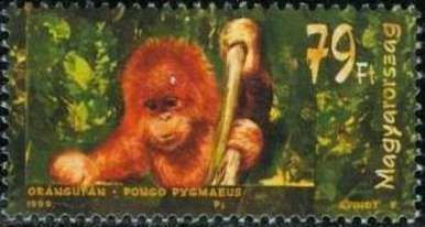 Bornean Orangutan (Pongo pygmaeus)