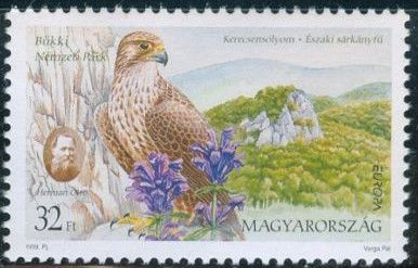 Saker Falcon (Falco cherrug)