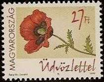 Red Poppy
