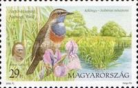 Fertő-Hanság National Park, White-spotted Bluethroat (Luscin