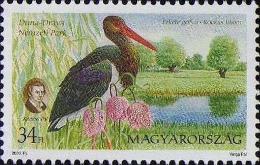Duna-Dráva National Park, Black Stork (Ciconia nigra)