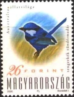 Splendid Fairywren (Malurus splendens)