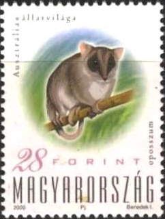 Eastern/Common Ringtail Possum (Pseudocheirus peregrinus)