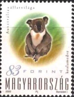Koala (Phascolarctos cinereus)