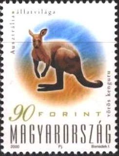 Red Kangaroo (Osphranter rufus)