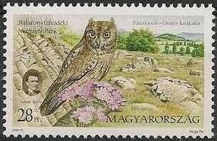 Balaton Uplands National Park, Scops Owl (Otus scops)
