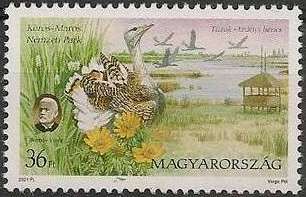 Körös-Maros National Park, Great Bustard (Otis tarda)