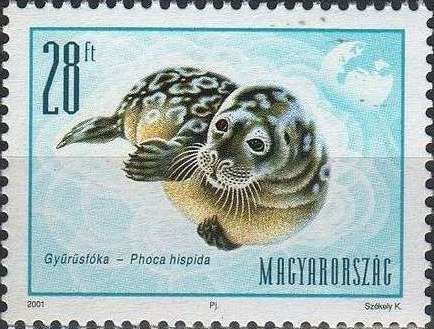 Ringed Seal (Phoca hispida)