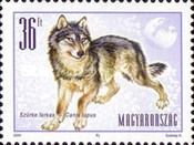 Wolf (Canis lupus)