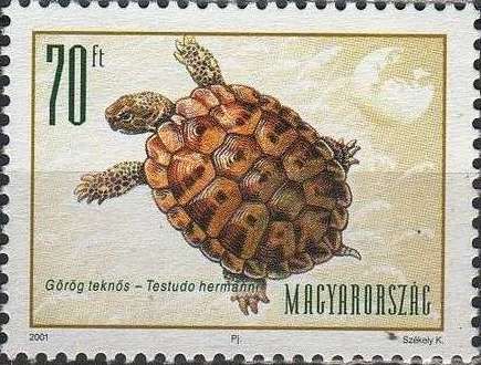 Hermann's Tortoise (Testudo hermanni)