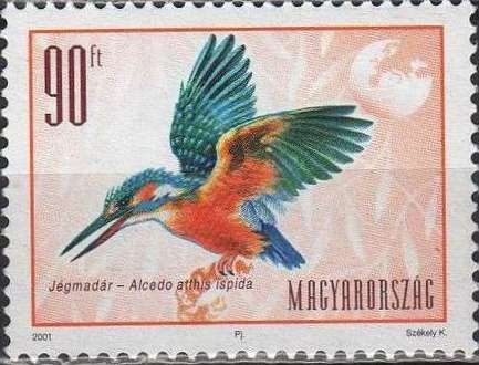 Common Kingfisher (Alcedo atthis ssp. ispida)