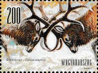 Red Deer (Cervus elaphus)