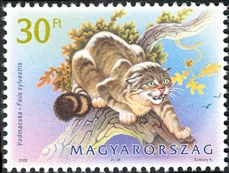 Wildcat (Felis silvestris)