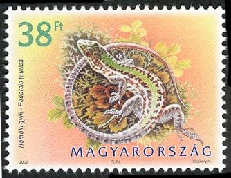 Balkan Wall Lizard (Podarcis taurica)