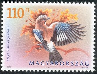 Eurasian Jay (Garrulus glandarius)